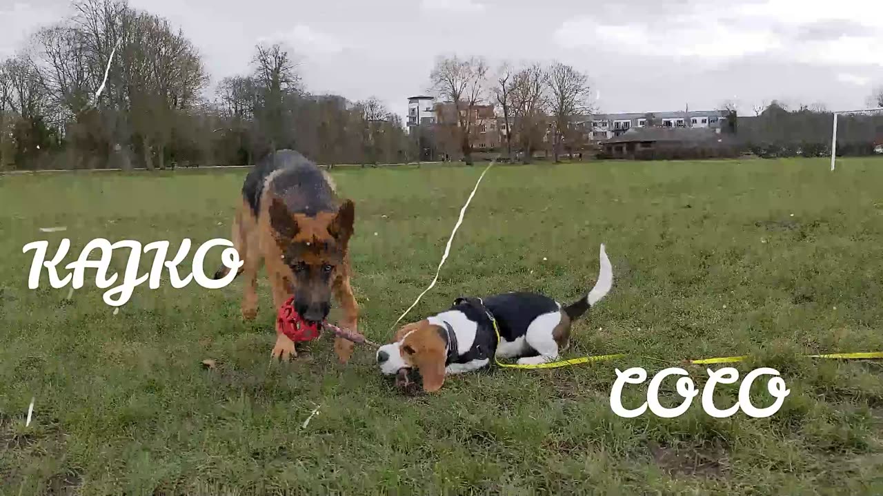 Kayko and Coco Tug o' War