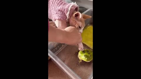 Funny animals - funny cat /dogs funny animals 2024