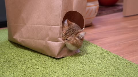 Paper bag