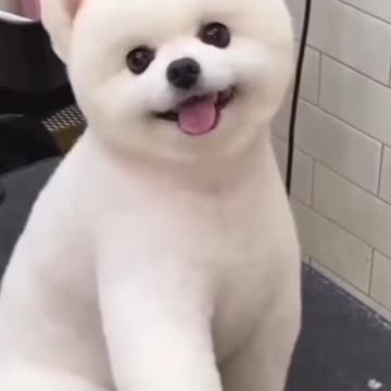 Cute dog 😍
