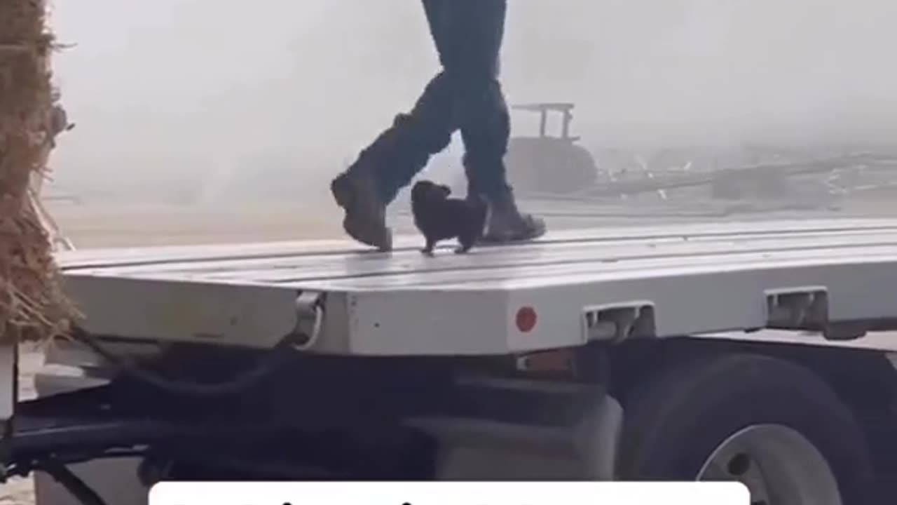 Little puppy helps unload truck