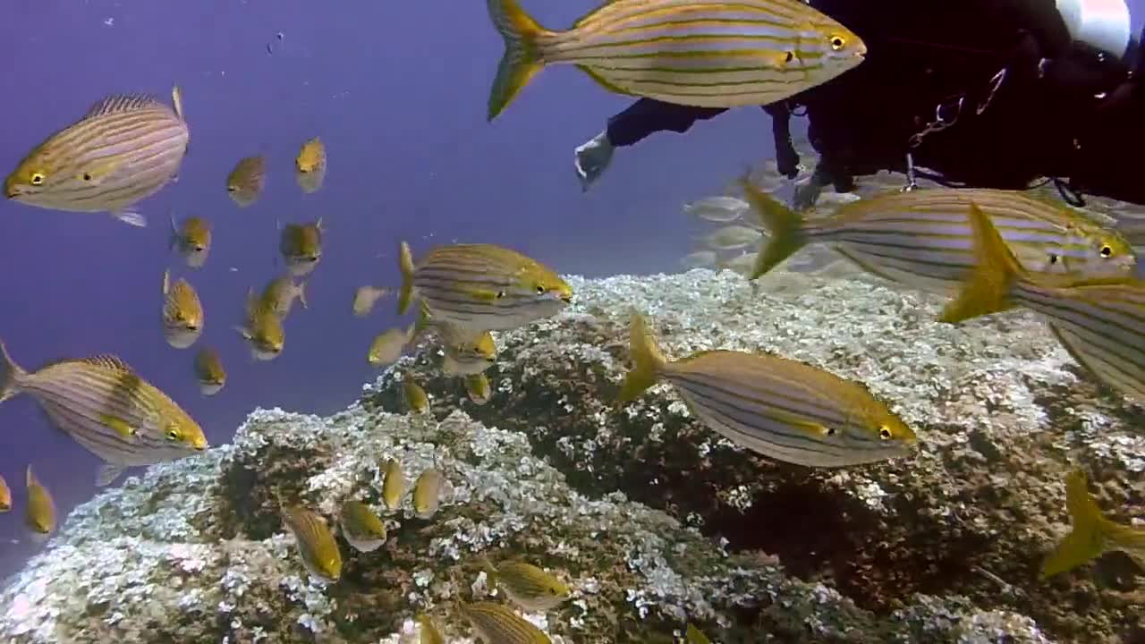 Scuba diving with a fabulous swarm of colorful fish