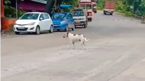 Funny video 🤣 viral video 🤣