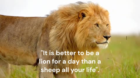 It is better to be a lion.