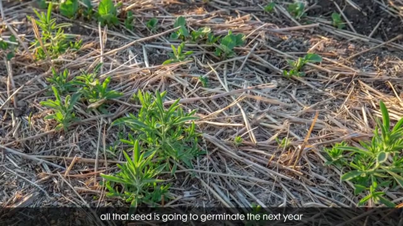 Herbicides Crop Protection Solution | Nufarm Canada
