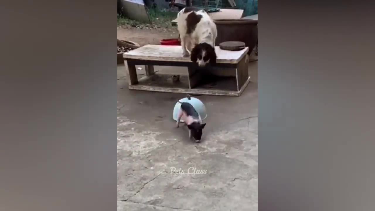 funny animal