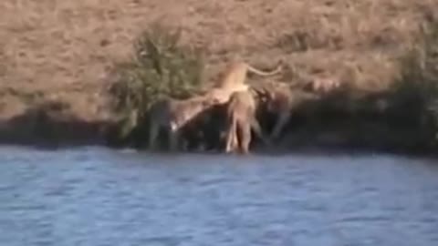 Battle at Kruger