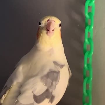 The cockatiel bird plays with iron rings and sings loudly and beautifully 2
