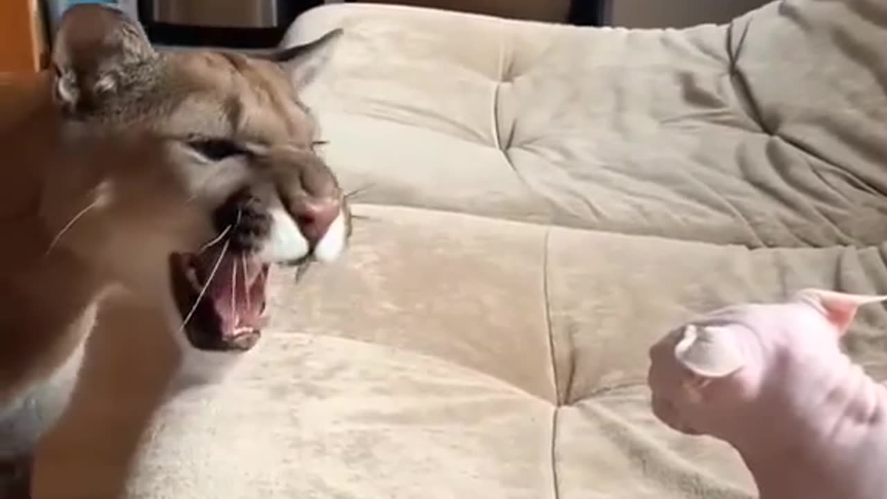 UNBELIEVABLE BOND: MAN AND HIS PET PUMA