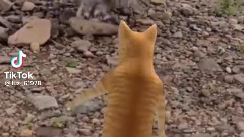 Cute cats dancing with an owl