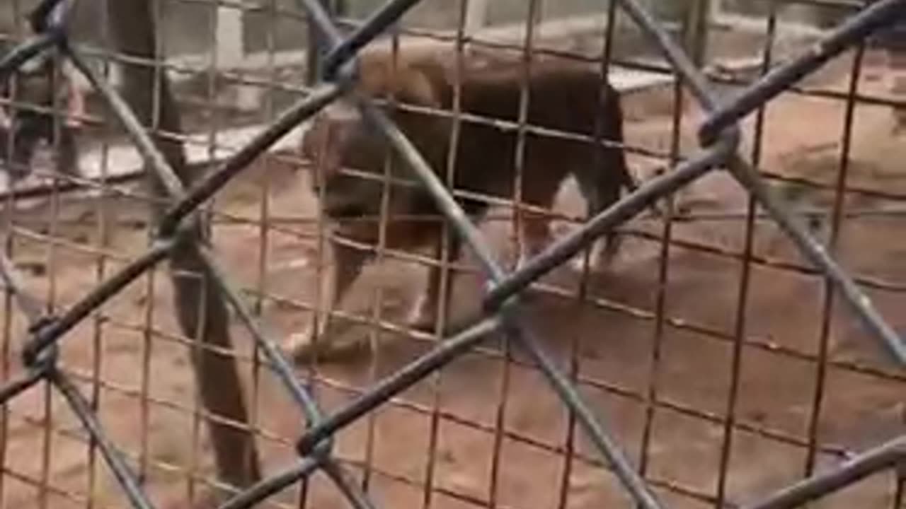 Lion Antalya Zoo 2019