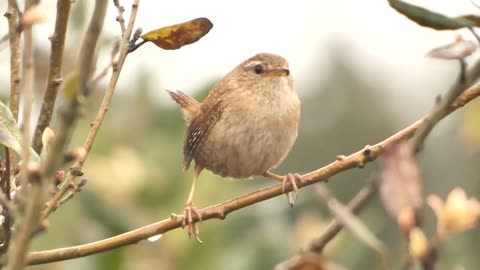 WILD BIRDS