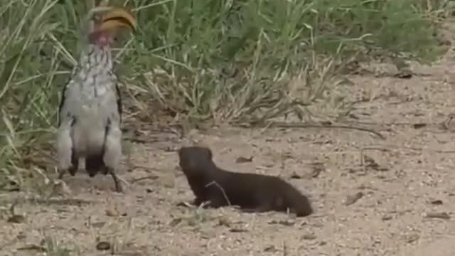 Hilarious mongoose play dead for hornbill 😂