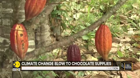 Climate change threatens chocolate supplies | WION Climate Tracker