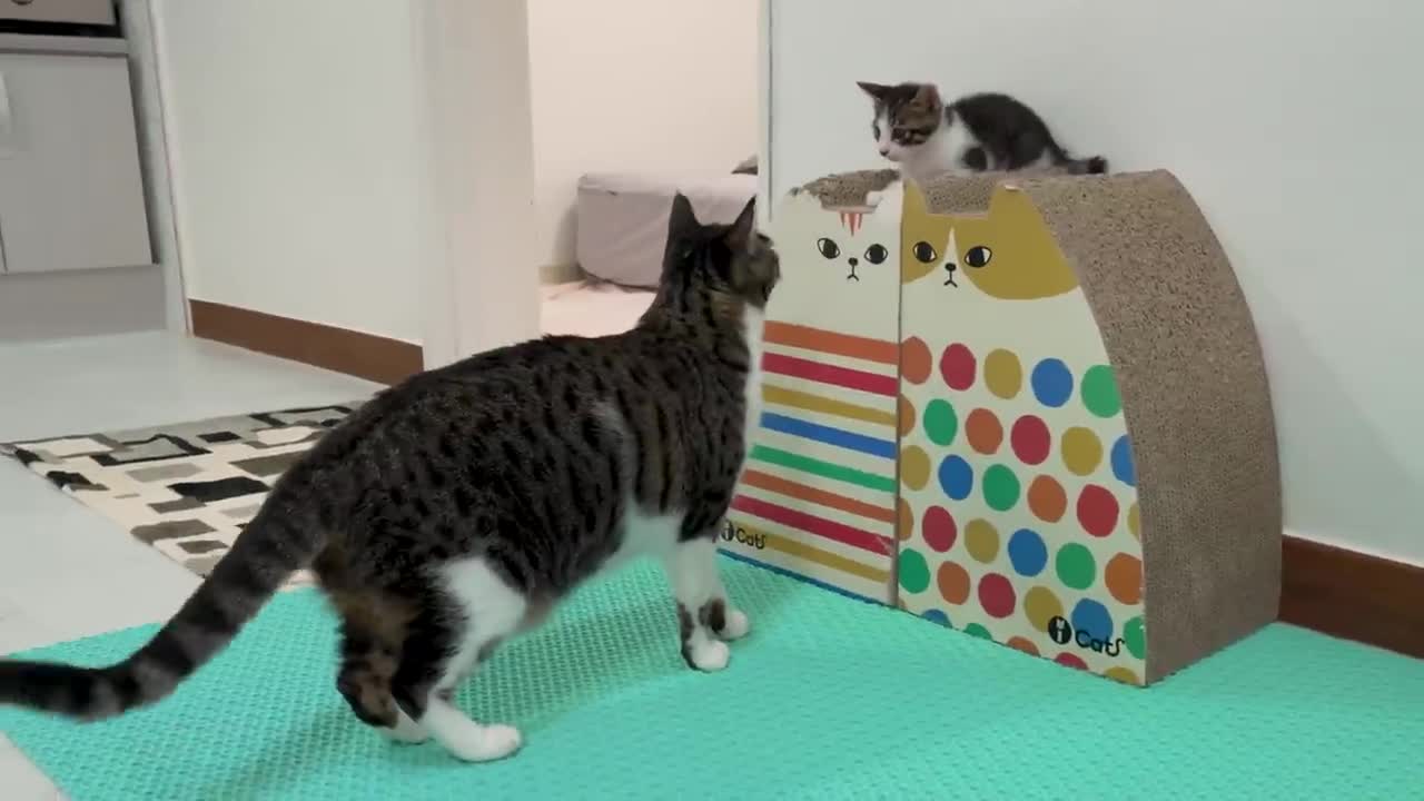 The Rescued Kitten Stands Up to Protect Himself from the Big Cat │ Episode.10