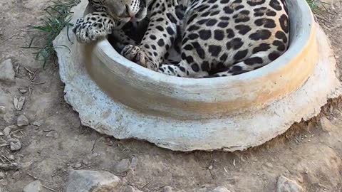 A sleeping leopard