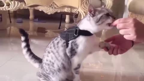 smart cat playing with his master