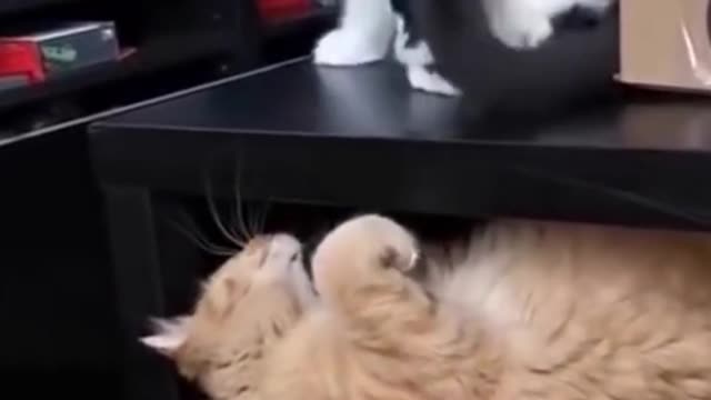 Funny Cats Play on Two Different Levels on Table #shorts