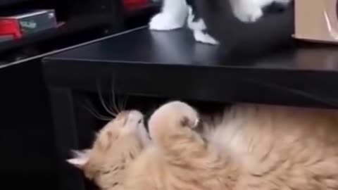 Funny Cats Play on Two Different Levels on Table #shorts