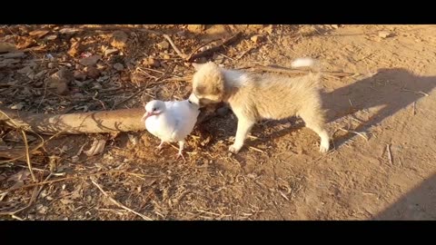 Funny Puppy Video