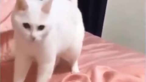 Funniest Cats 😹 #2