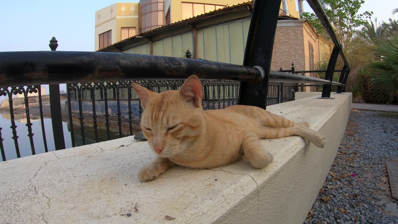 ED SHEERAN - Homeless cat in Ras Al Khaimah, UAE #cat #cats #EdSheeran #emirates #pet #ae #UAE #pets