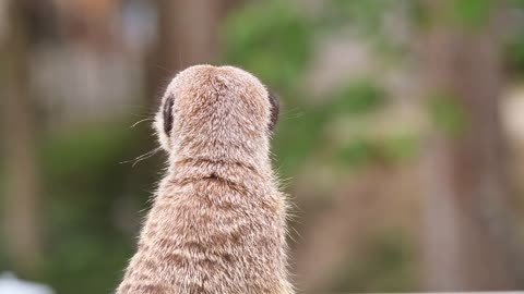 Meerkat Animal Savannah Pack Family Young Cute