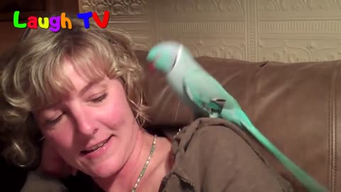 Funny Parrot - A Cute Funny Parrots Talking Videos Compilation --NEW HDp2