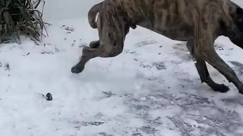 Actual footage of us getting into the holiday spirit! 😂🎅🐶