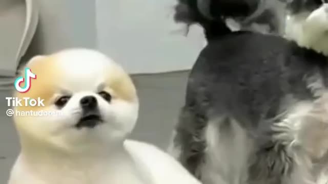 Cote Dog