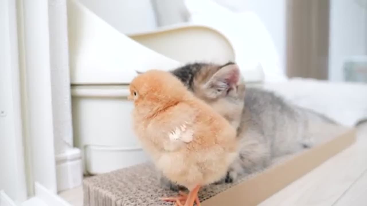 Cute Cat and Chick Interaction