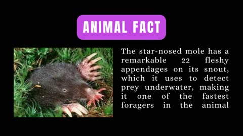 Animal Fact - The star-nosed mole with 22 fleshy appendages.