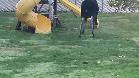 North Idaho Moose Playing in the Back Yard