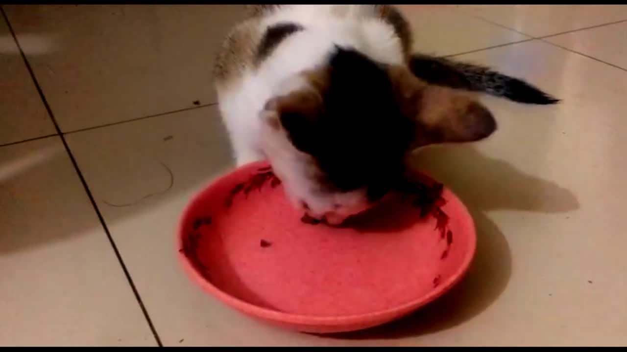 When the cute cat eat cat food #32