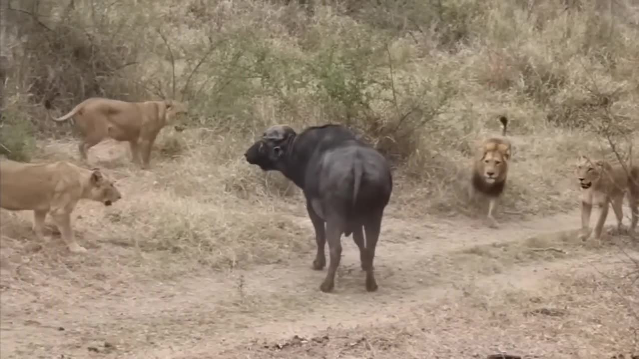 Lion vs Buffalo fight to Death | Wild Animals