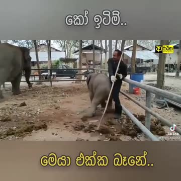 Kid Elephant funny
