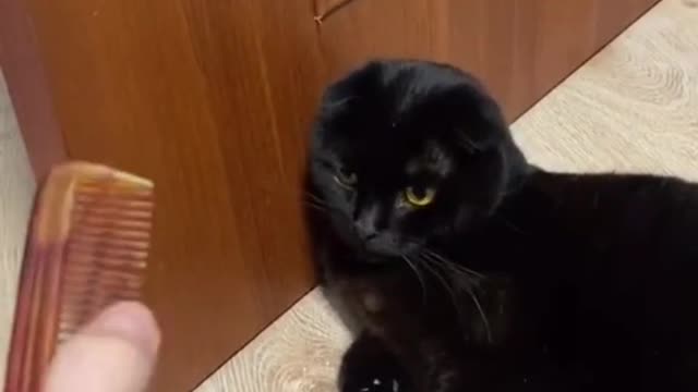 Cats Acting Like Humans