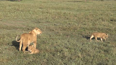 SURVIVED SICK LION CUB LOOKS ABSOLUTELY HEALTHY IN ONE MONTH