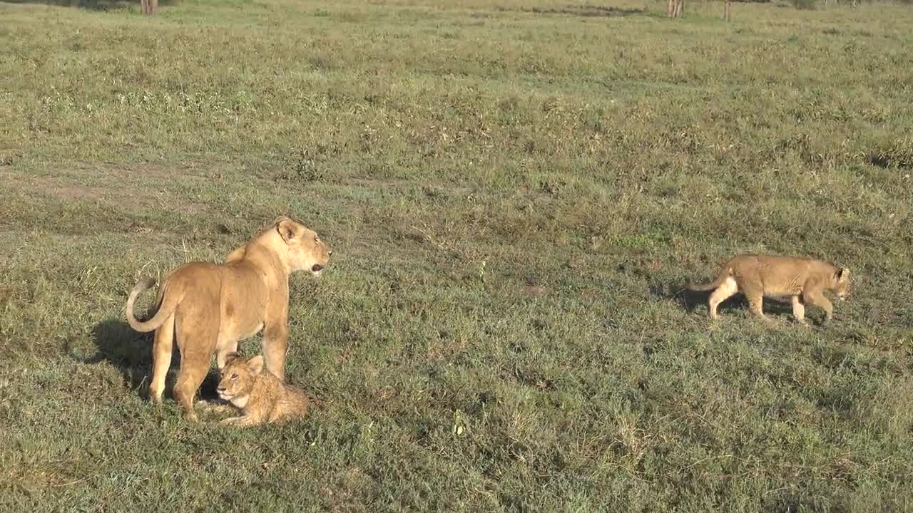 SURVIVED SICK LION CUB LOOKS ABSOLUTELY HEALTHY IN ONE MONTH