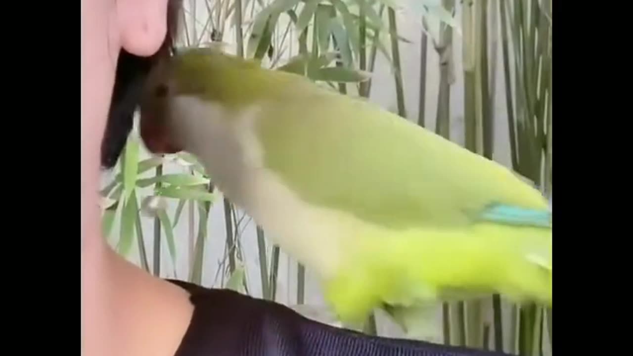 Funny parrot 🦜 video