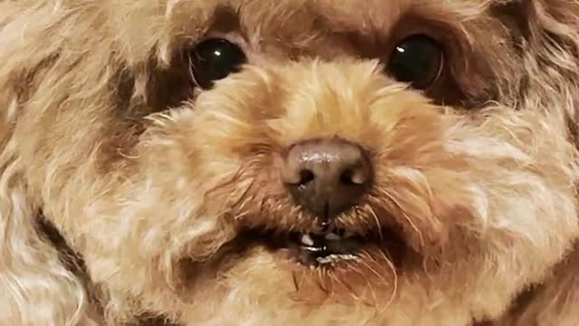 Stingy dog!