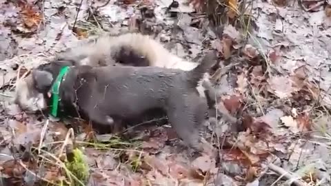 terriers killing things