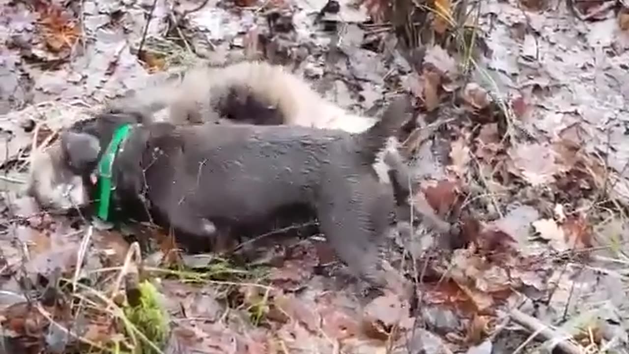 terriers killing things