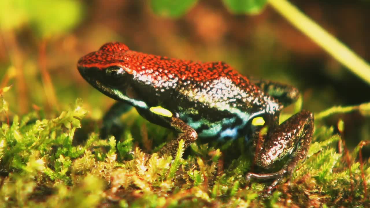 Colorful frogs in nature