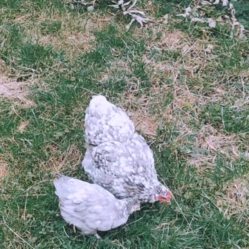 Chicken mama 😍🐔🐣🐤