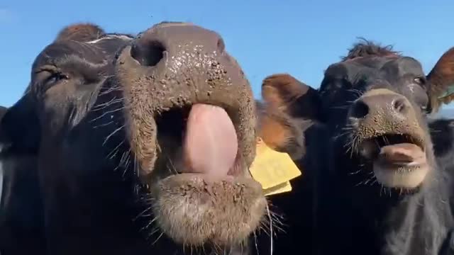 This video of Bugsy eating swedes is so cute