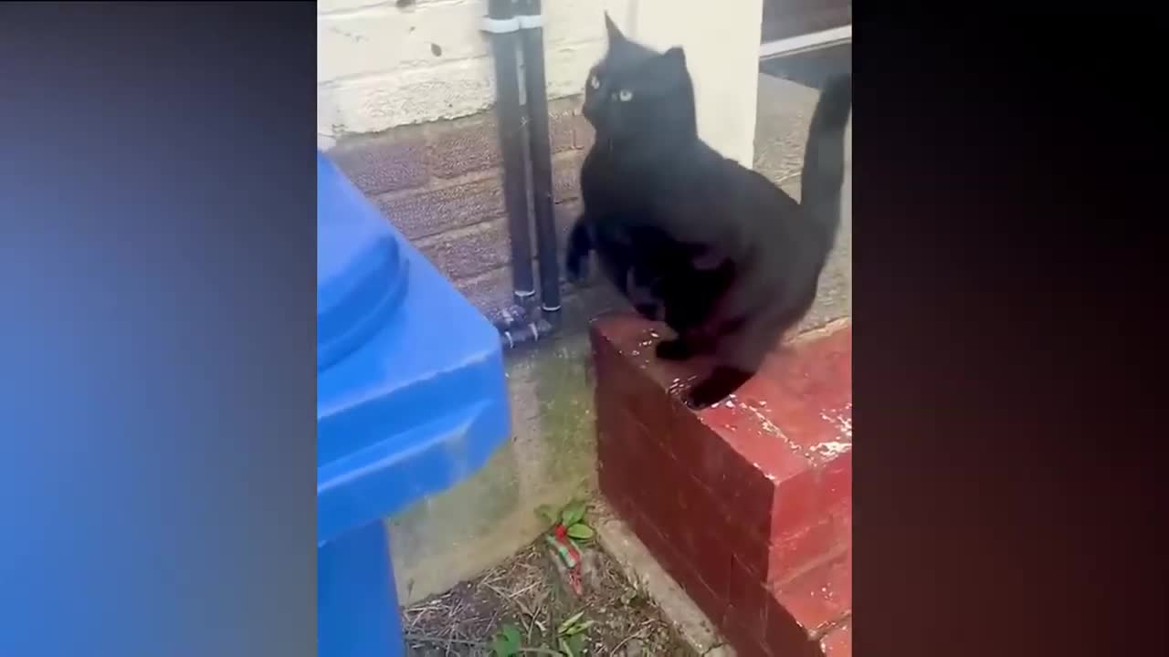 Funny cats and dogs | Funny Pet Videos | Cats and Funny Dogs Compilation |