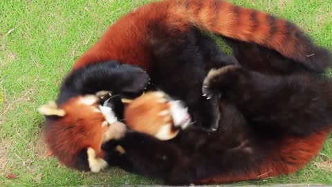 red pandas