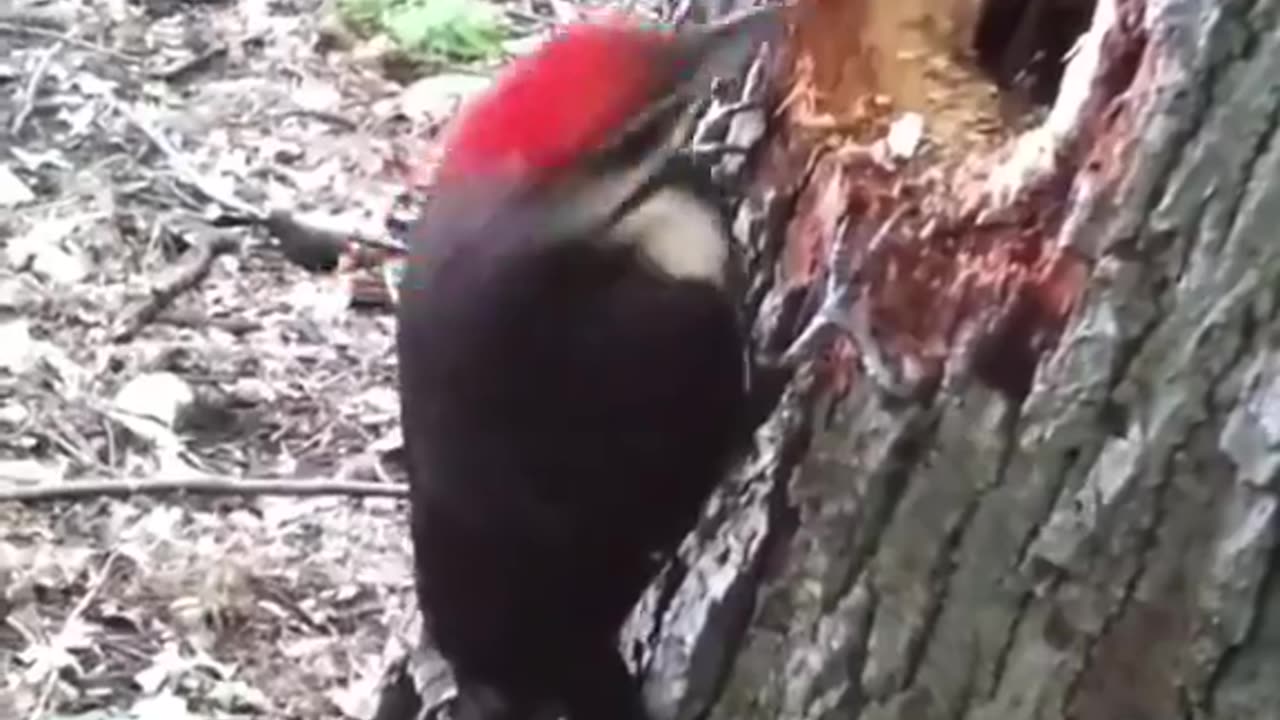 DO WOODPECKERS GET HEADACHES?