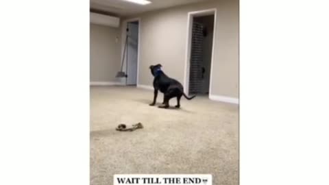 A dog's daily routine